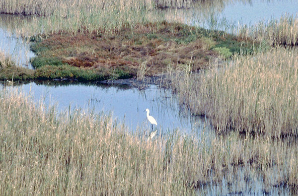 Valle di Comacchio, airone