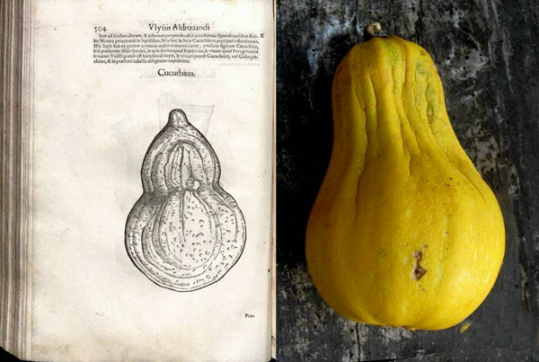 Cucurbitem e zucca da Aldrovandi