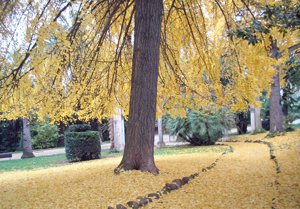 Ginkgo Biloba