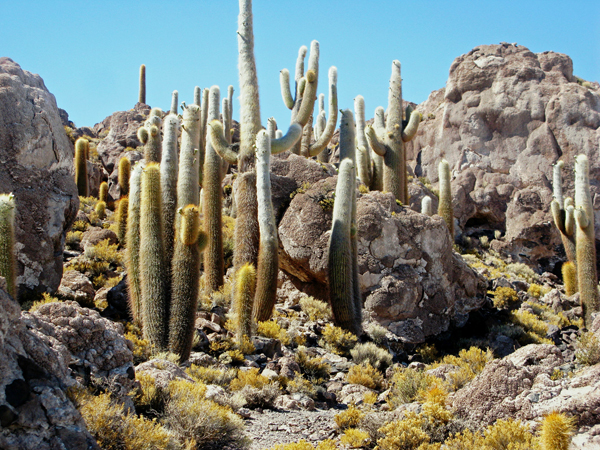 Cactus, Salar di Uyuni, Isola del Pescado