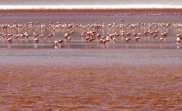 Bolivia, fenicotteri nella Laguna Colorada