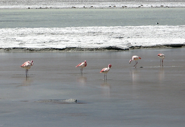 Laguna Blanca, fenicotteri