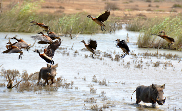 Lago Baringo