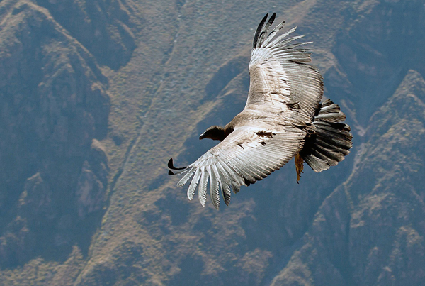 Volo del condor