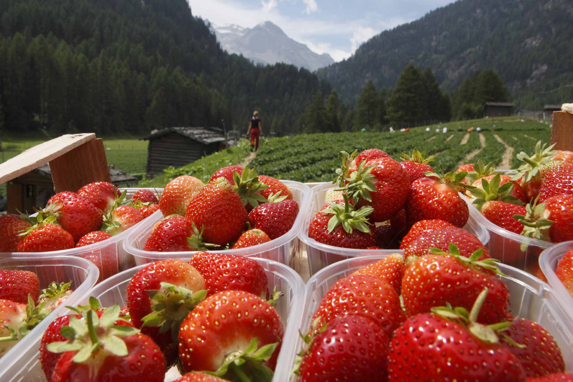 Südtirol 2008,