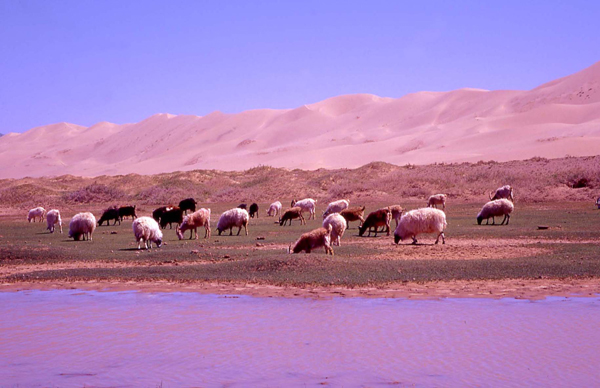 Dune e pecore