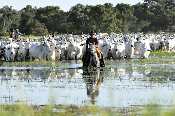 Pantanal, mandria