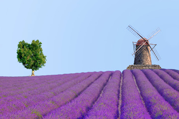 Lavanda