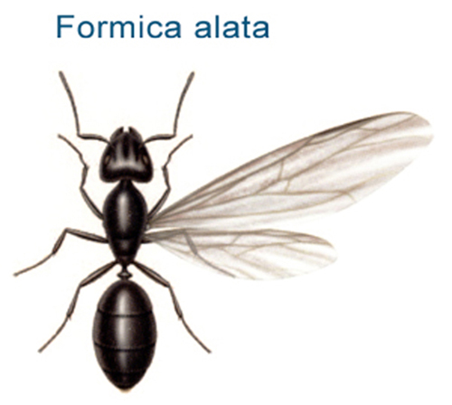 Formica alata