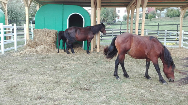 Cavallo Bardigiano