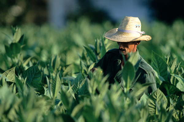Cuba, Pinar Del Rio - Piantagione di tabacco Hoyo de Monterrey a San Juan. ph, Enzo Signorelli