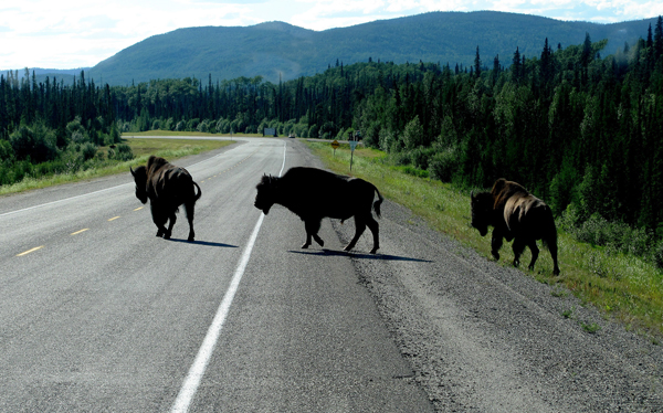 Bisonti sulla strada