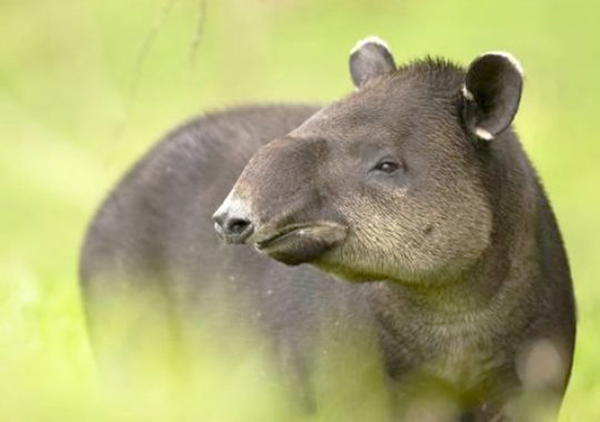 Costa Rica, tapiro