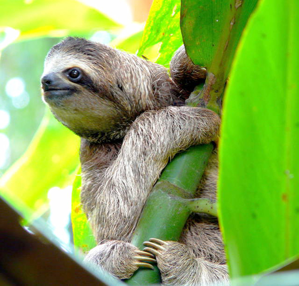 Costa Rica, bradipo