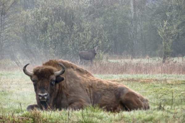 Polonia, bisonte