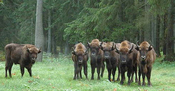 Polonia, bisonti