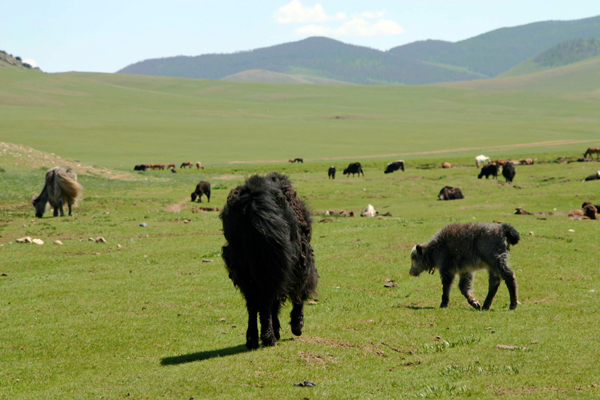 Yak al pascolo