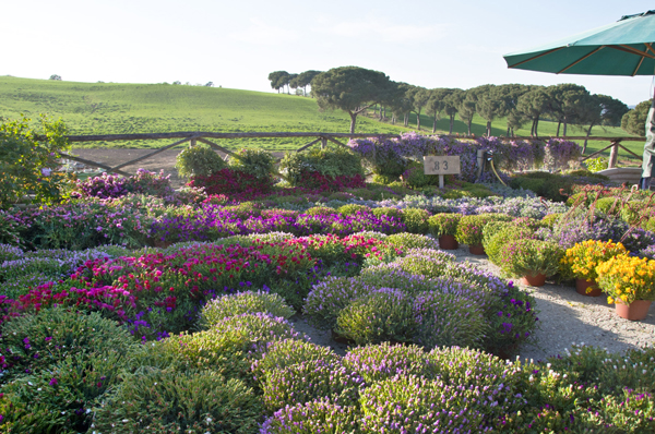 FloraCult Roma, l'orizzonte a perdita d'occhio