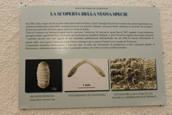 Museo del Parco dei Fossili