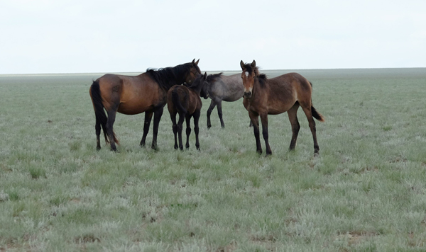 Cavalli nella tundra