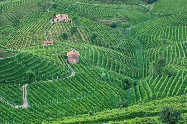 75 Le-Colline-del-Prosecco