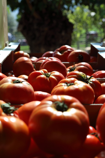 Rural Festival - Pomodoro Riccio di Parma