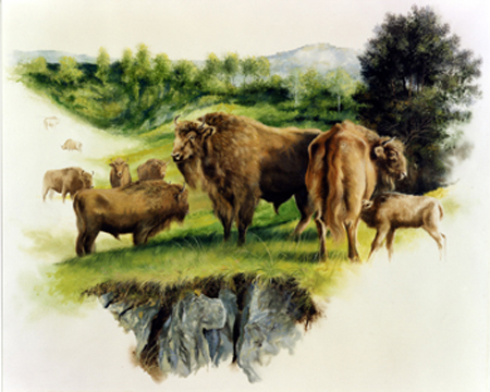 Bisonti