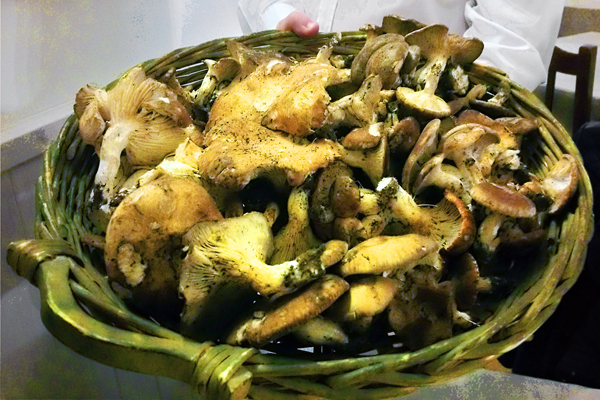 Poggiorsini, cesto di funghi Cardoncello