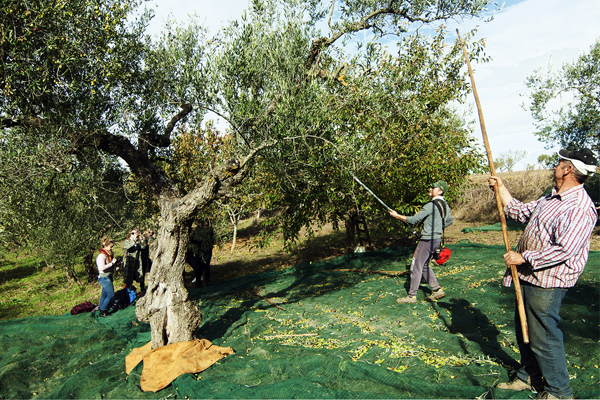 Raccolta delle olive