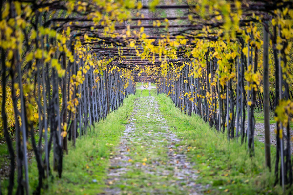 Festival del Potatore, vigneti