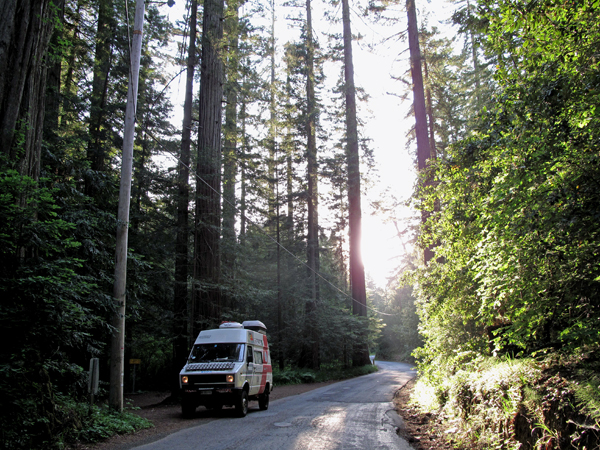 Attraverso la foresta di Redwood