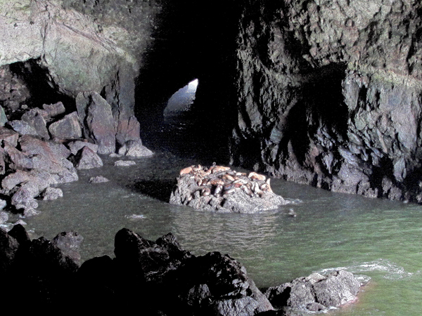La Sea Lions Cave -La grande caverna