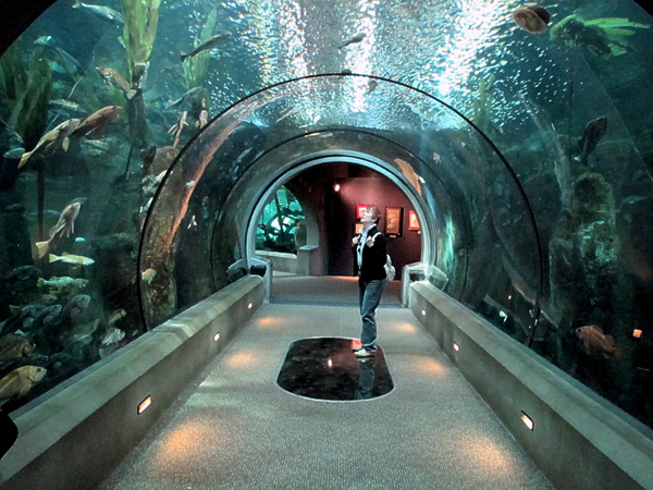 Nel  Passages of the Deep  nell'Acquario  di Newport