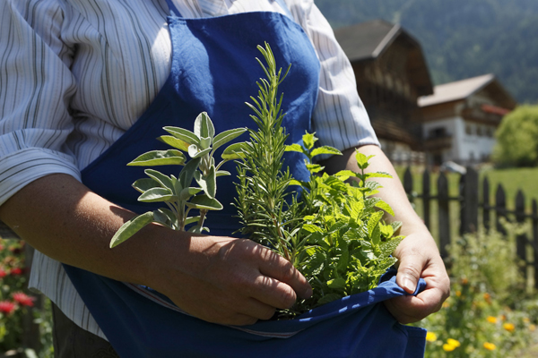 Le erbe aromatiche coltivate nei masi Gallo Rosso