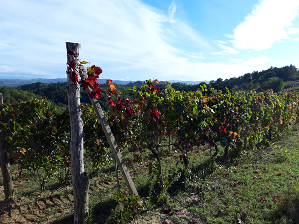 MONFERRATO