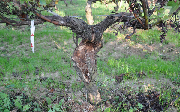 Pianta sottoposta a dendrochirurgia nel 2013