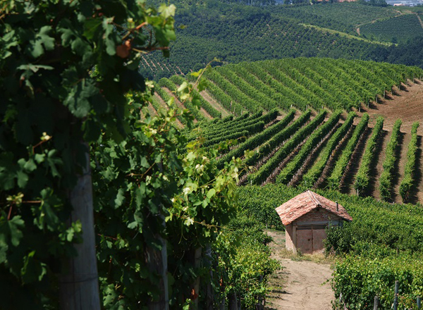 Barbera d'Asti