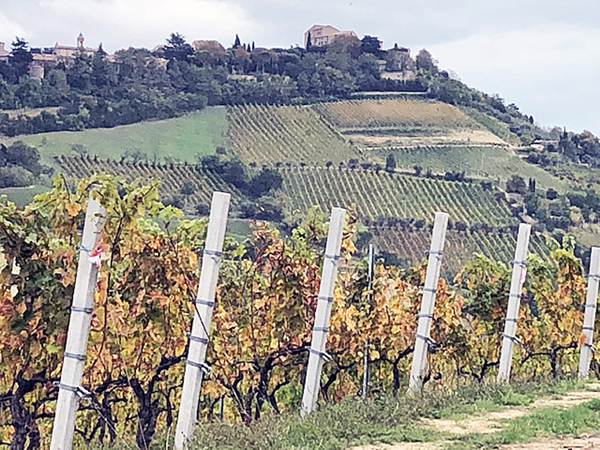 Bertinoro, vigneti