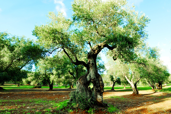 Ulivo secolare zona Carovigno