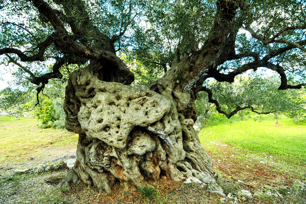 Particolare pianta di ulivo millenario il cimitero di Carovigno