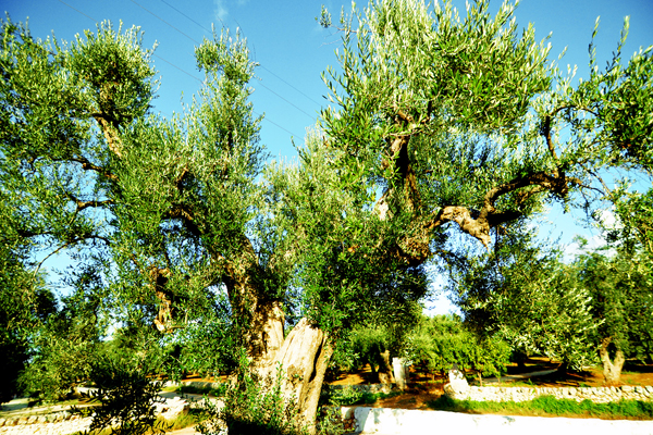 Ulivo secolare Tenute Parco Piccolo