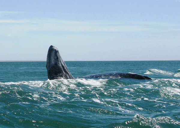 Balena in emersione