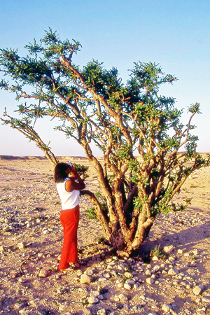 Boswellia, pianta incenso