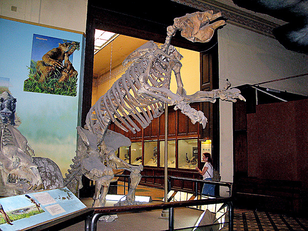 Scheletro di Megatherium, Museo di La Plata 