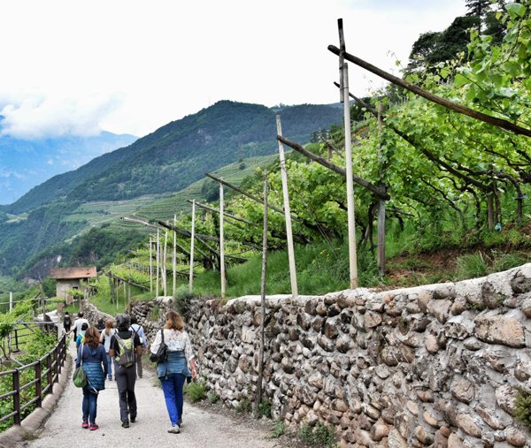 Strada Vino Sapori Trentino_Ph.M.Facci