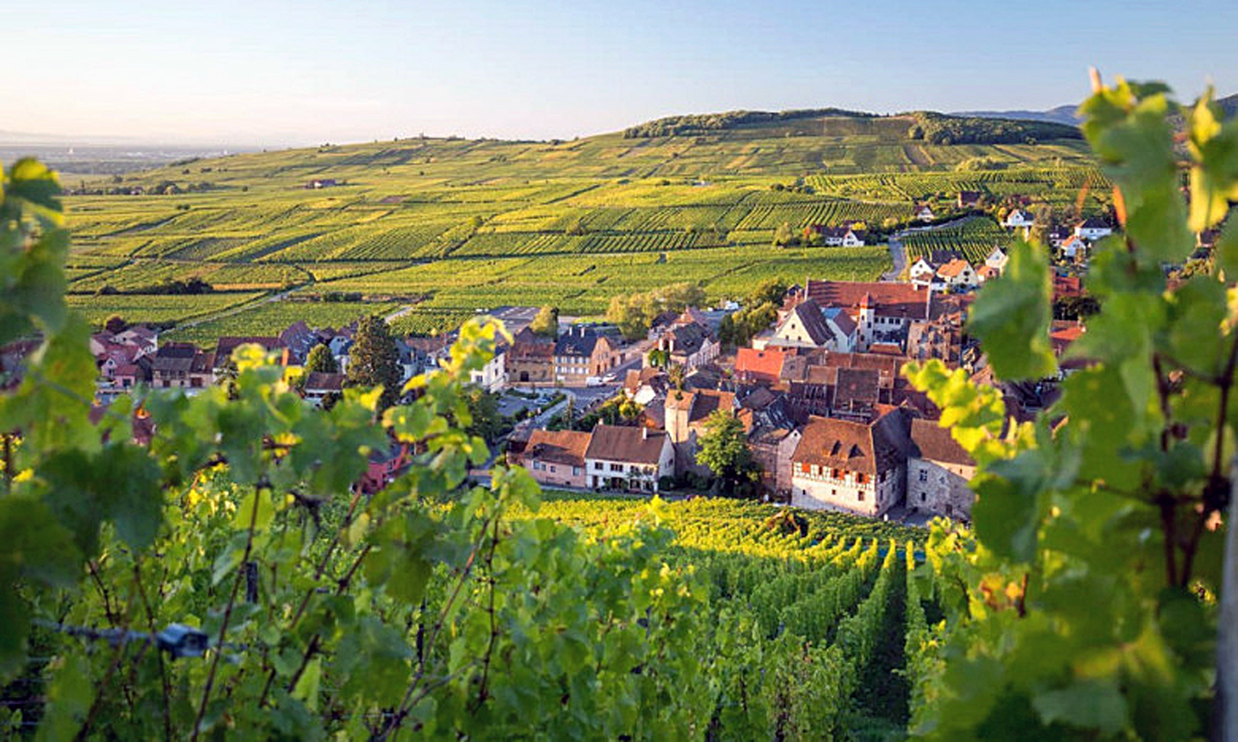 APERTURA Riquewihr et son vignoble-®Tristan Vuano