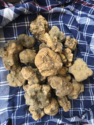 Tartufo di Acqualagna