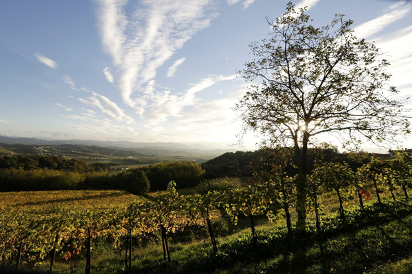 Ronco dei Tassi - Vigna Foto Elia Falaschi 