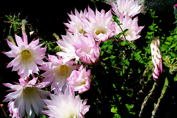 Piante di Epinopsis in fiore