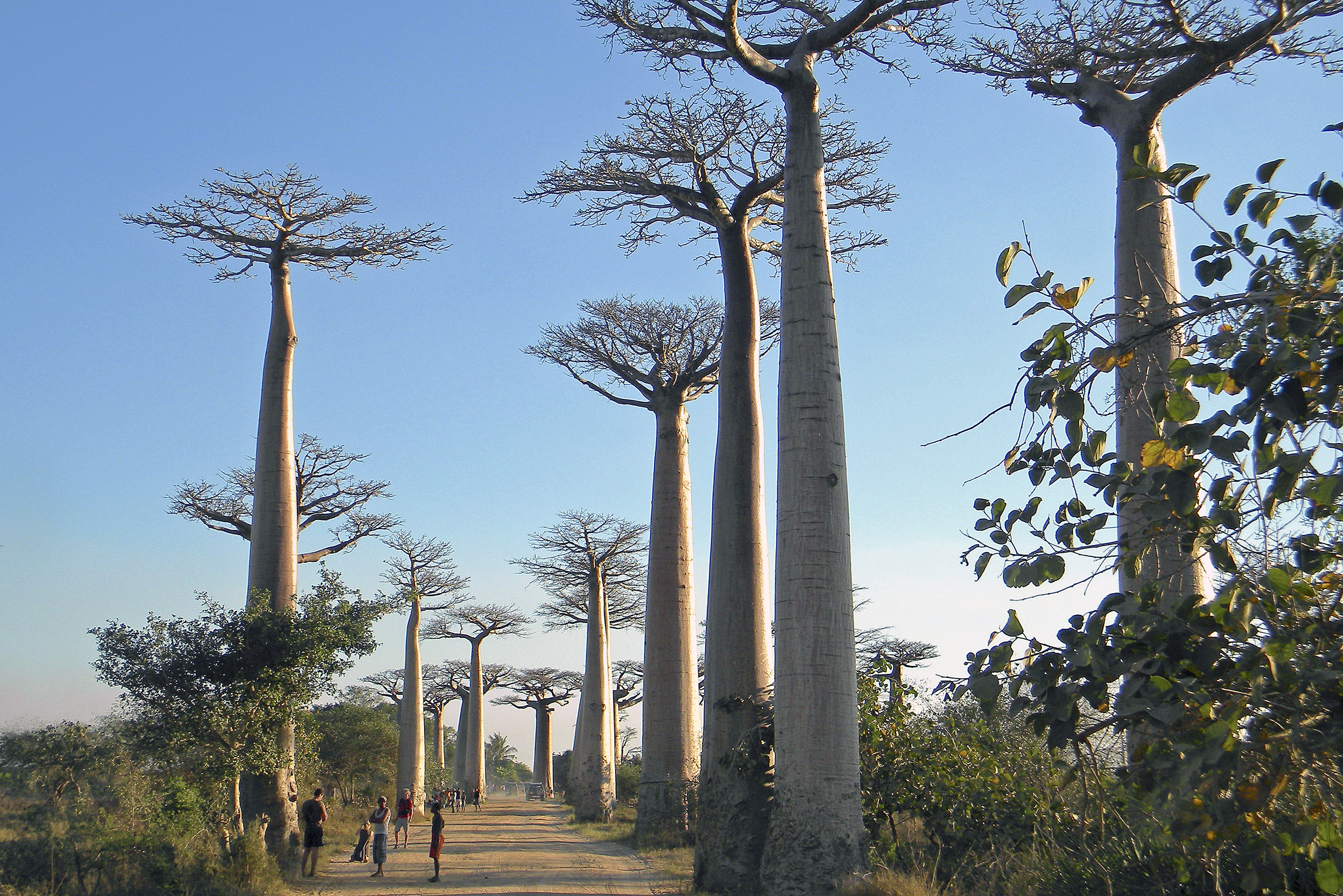 Madagascar, surrounding of Fort Dauphin, baobab